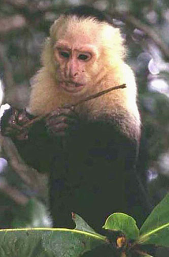 VENEZUELA (BOLIVARIAN REPUBLIC OF VENEZUELA) PAX GAEA COUNTRY REPORT